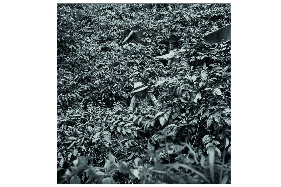 CUNDINAMARCA. Campesinos recogen café. (Daniel Rodríguez)