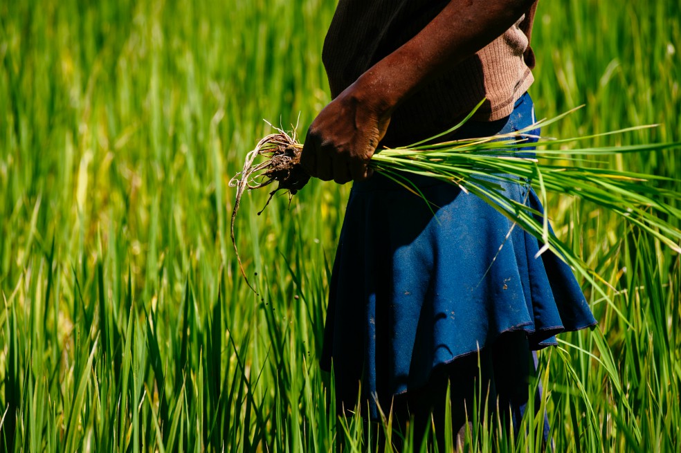 Dignidad Agropecuaria estudiará si se va a paro en marzo
