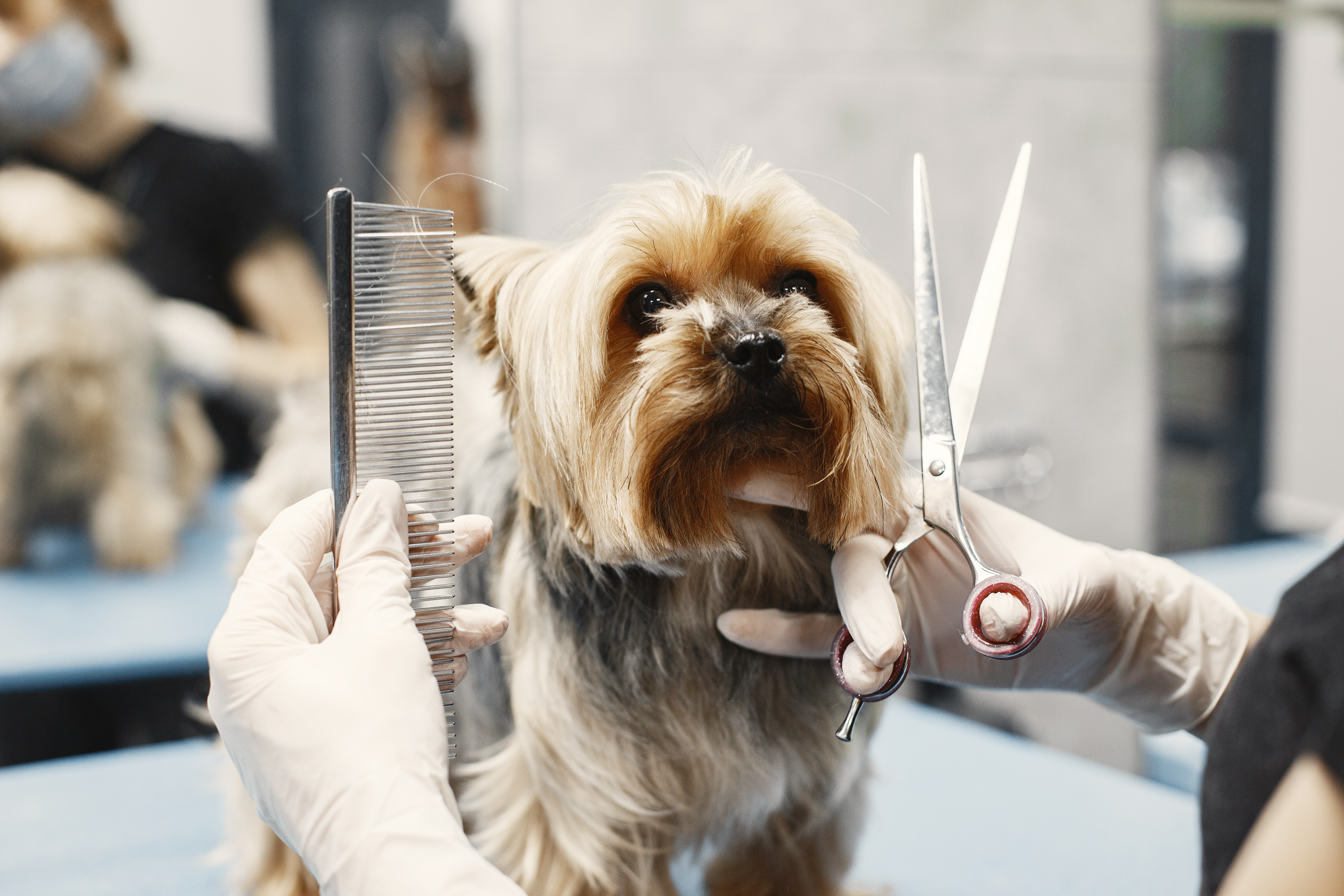 Con donaciones de pelo puedes salvar la vida de cientos de animales en el océano