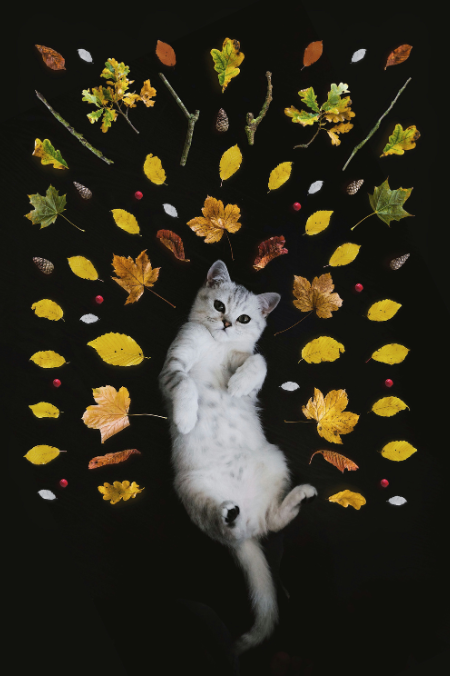 ¿Cuánto dura el celo de una gata? Acá te contamos
