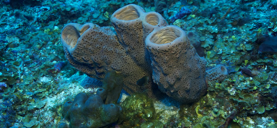 El 20% de los arrecifes de coral en Colombia podrían desaparecer en la próxima década