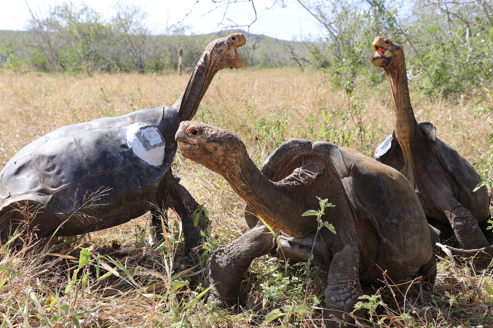 Tortugas gigantes de Galápagos son afectadas por cuatro nuevos virus