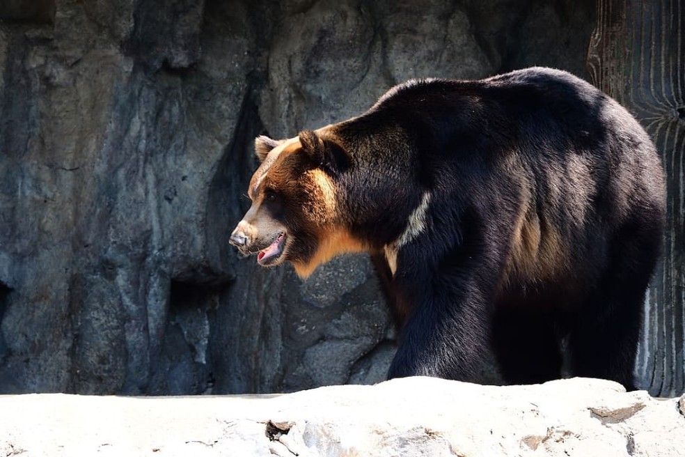 Vietnam prohíbe comercio de animales salvajes por la pandemia