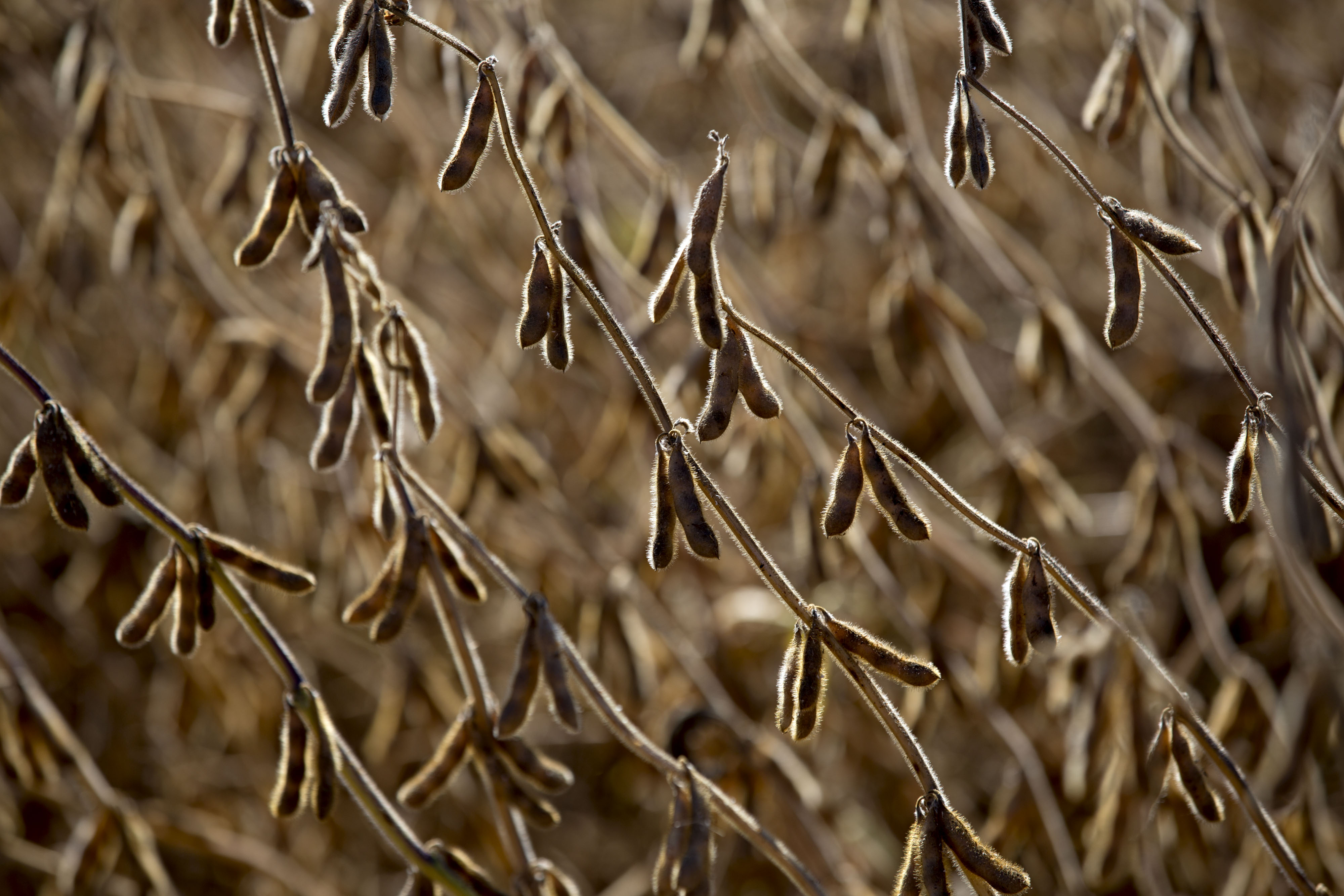 Producción agrícola de América Latina crecerá 17% en la próxima década, según la FAO y OCDE