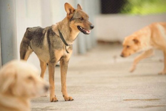 ‘Los animales no son personas’: Procurador General