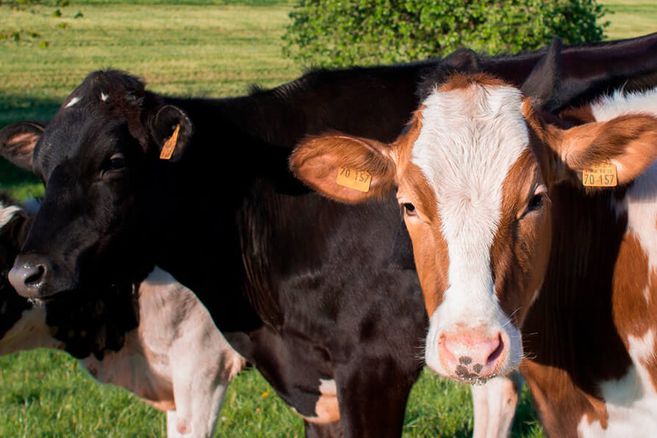 ¿Cómo saber la edad de una vaca o bovino por los dientes?