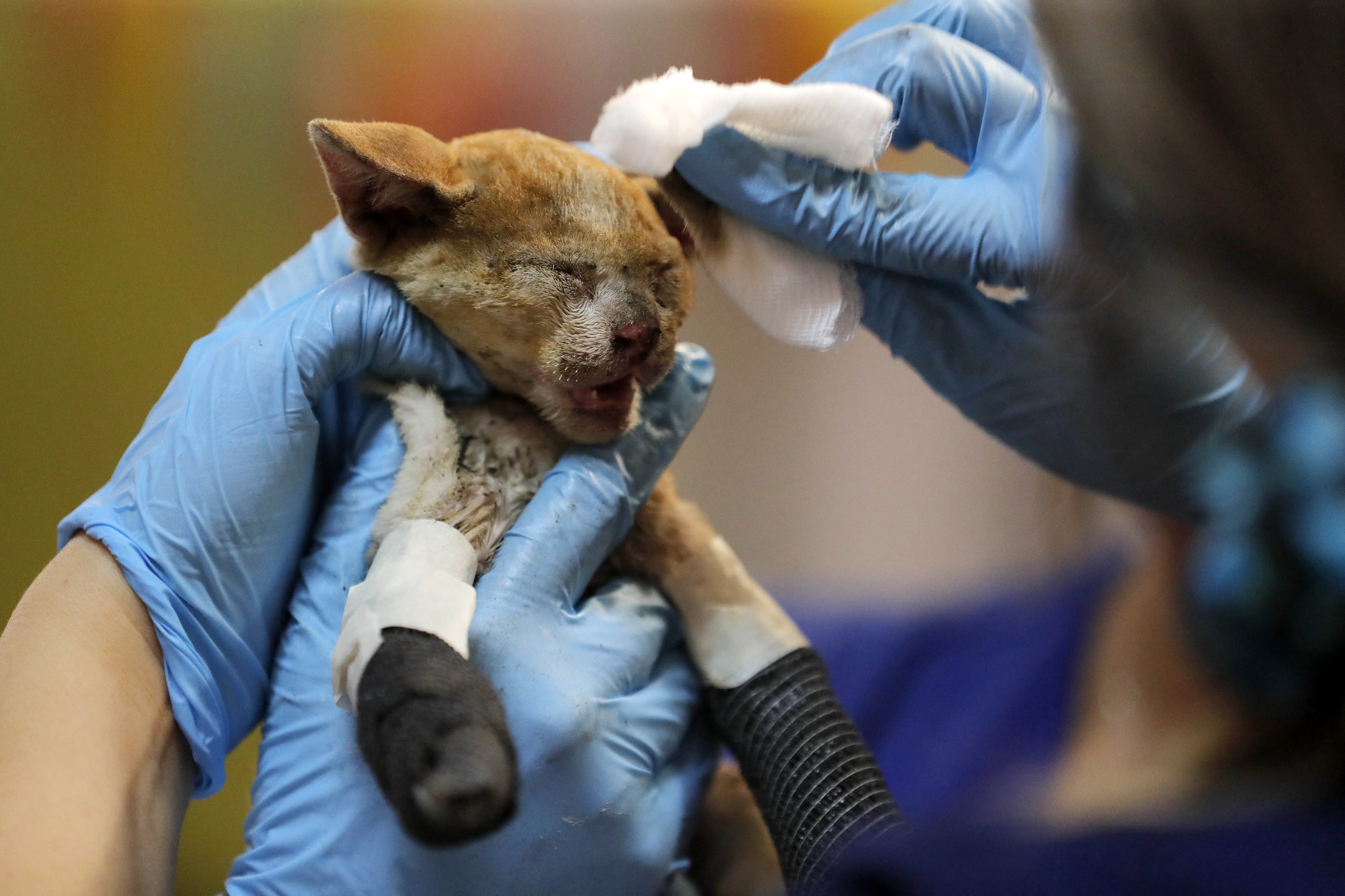 Piden crear un plan de protección animal ante desastres naturales y conflictos armados