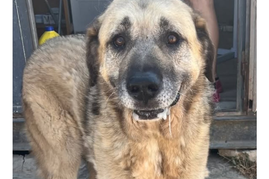 A Otto ya le rompieron el corazón, lo devolvieron luego de siete años en familia