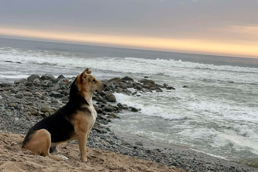 Él es Vaguito, el perro que espera frente del mar a su cuidador, quien murió