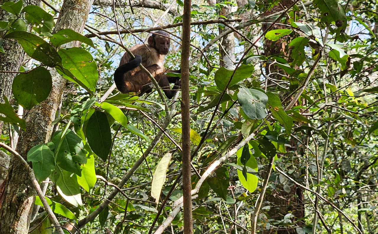 Uno de los cinco micos maiceros liberados en la Reserva Natural Yurumí en el Meta.