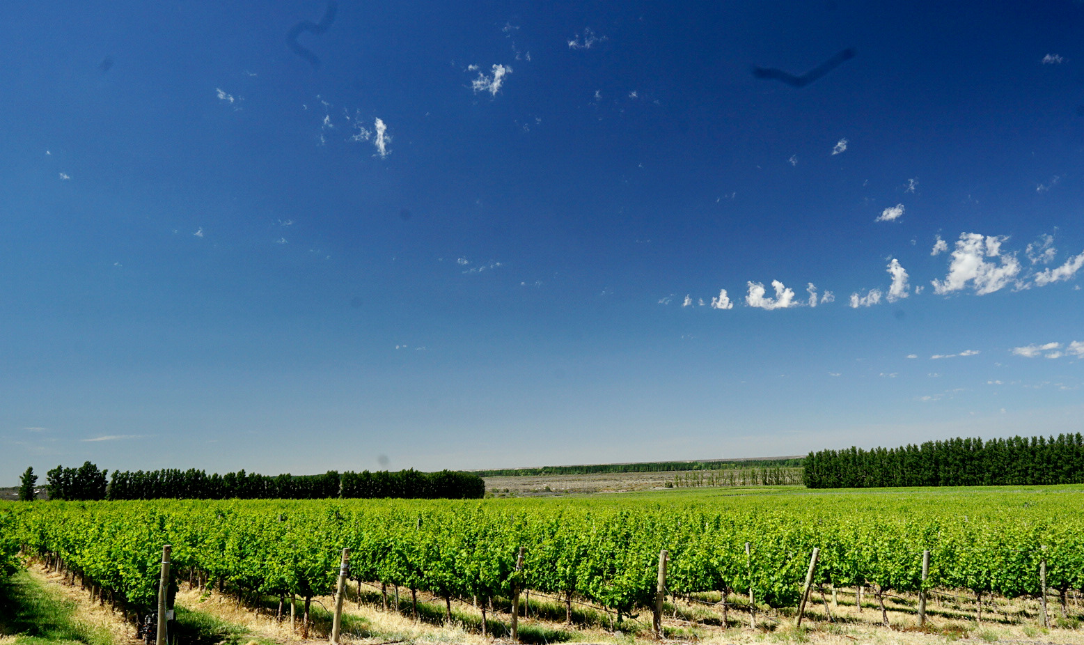 El Pinot patagónico