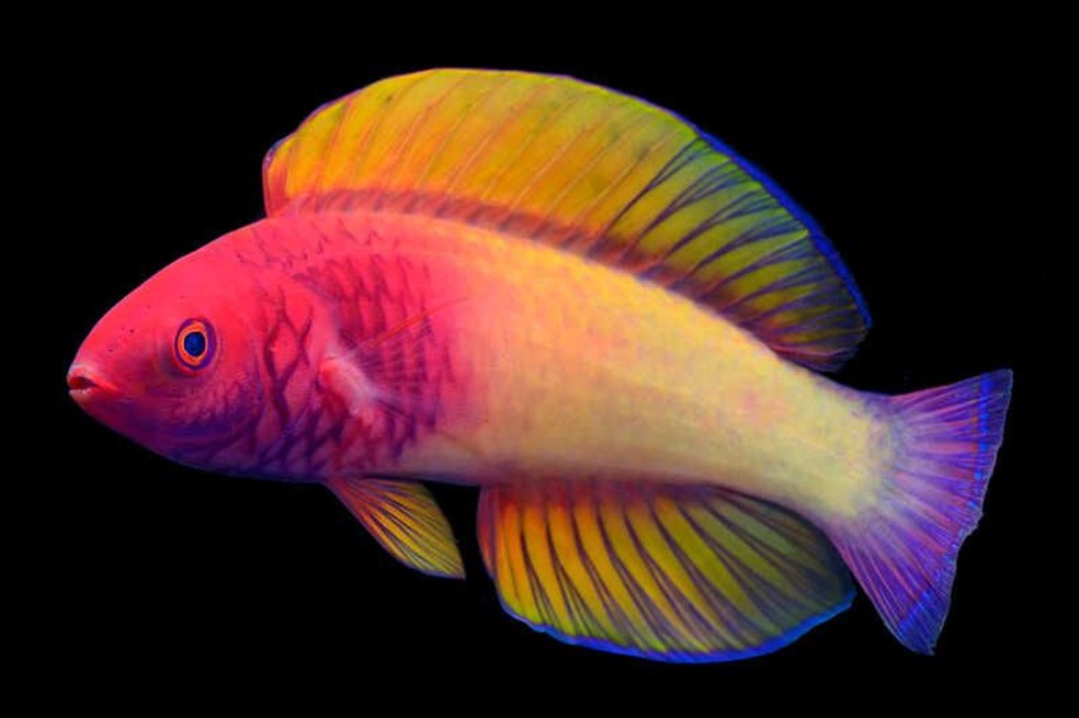 ¡Increíble! Científicos descubren peces con los colores del arcoíris