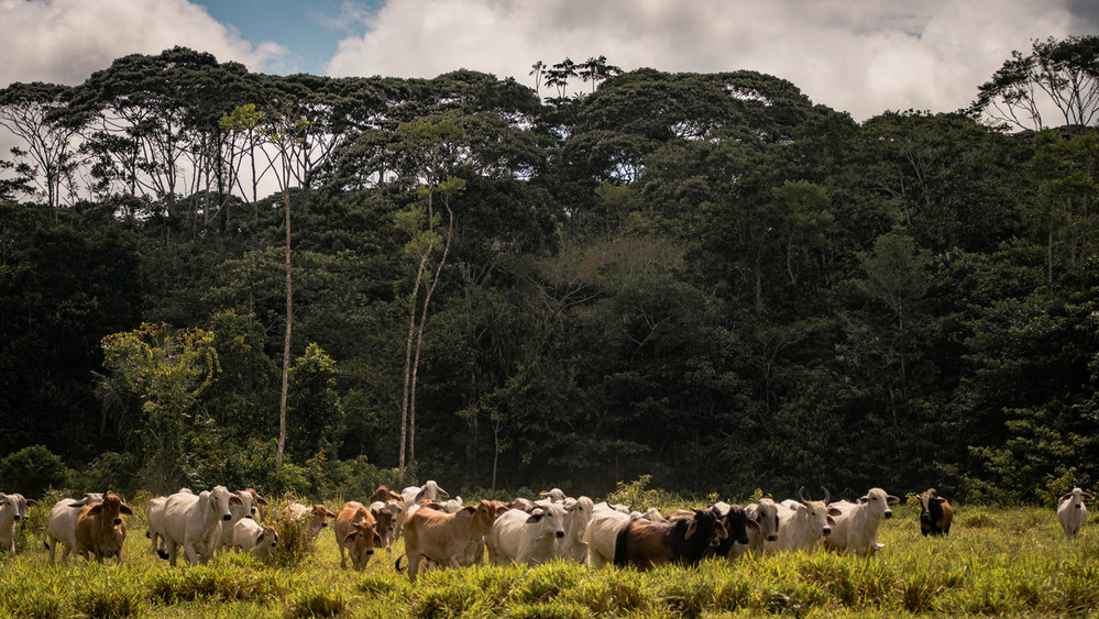 ¿Qué tan grave es la deforestación en Colombia y cuáles son sus causas?