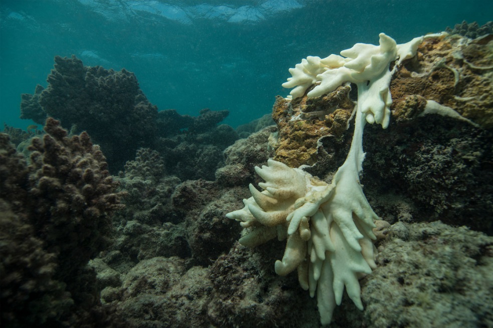 Los corales de la Gran Barrera de Australia vuelven a blanquearse