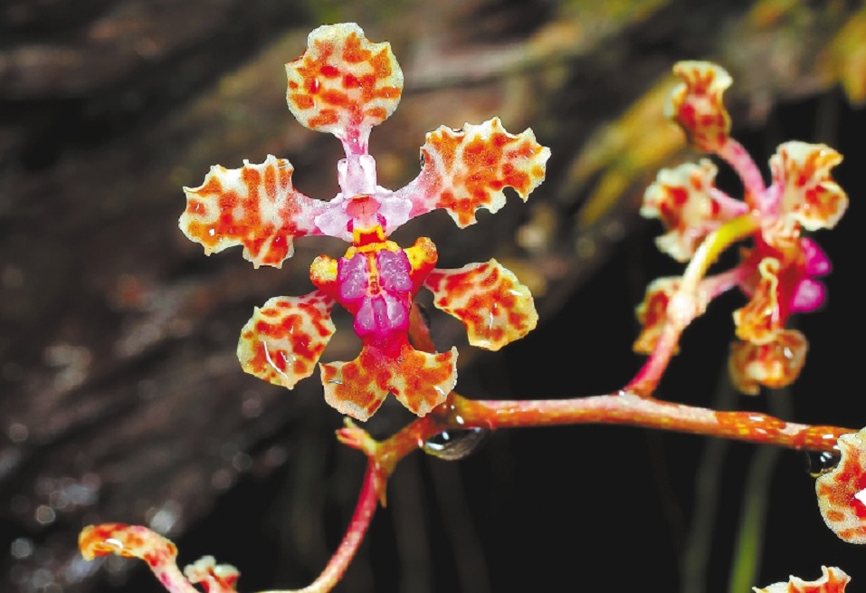 Orquídea “Trichocentrum carthagenense”. / Francisco López-Machado
