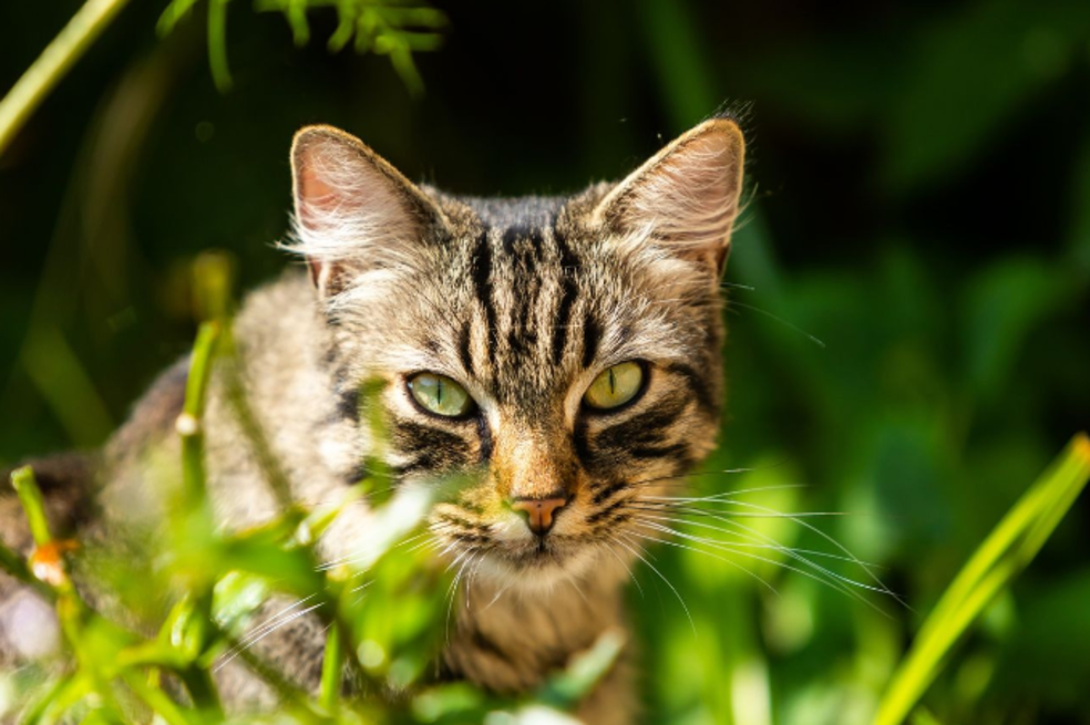Más de 140 gatos fueron abandonados en el desierto de Abu Dhabi