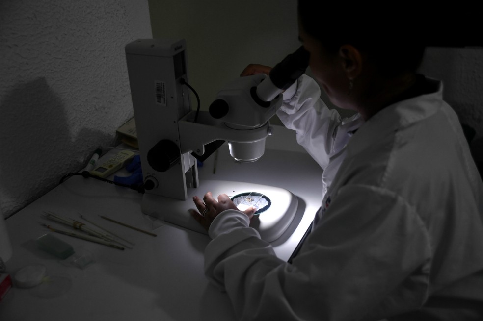 Michelle Pardo, bióloga en Caucaseco, analiza un mosquito anofeles infectado. En este centro, los investigadores buscan entender mejor la enfermedad para desarrollar una vacuna.Óscar Pérez – El EspectadorQuieren hacer la primera gran investigación genética de la malaria en el norte de Sudamérica. Buscan entender cómo se mueven y conforman las poblaciones del parásito, pues las migraciones humanas parecen estar reconfigurando el panorama. Solo en el 2017 se registraron en Colombia 1.324 casos traídos de otros países, de los cuales el 94,9 % llegó de Venezuela, uno de los polos para “buscadores de oro” de todo el continente. El Pacífico colombiano es otro de esos polos.