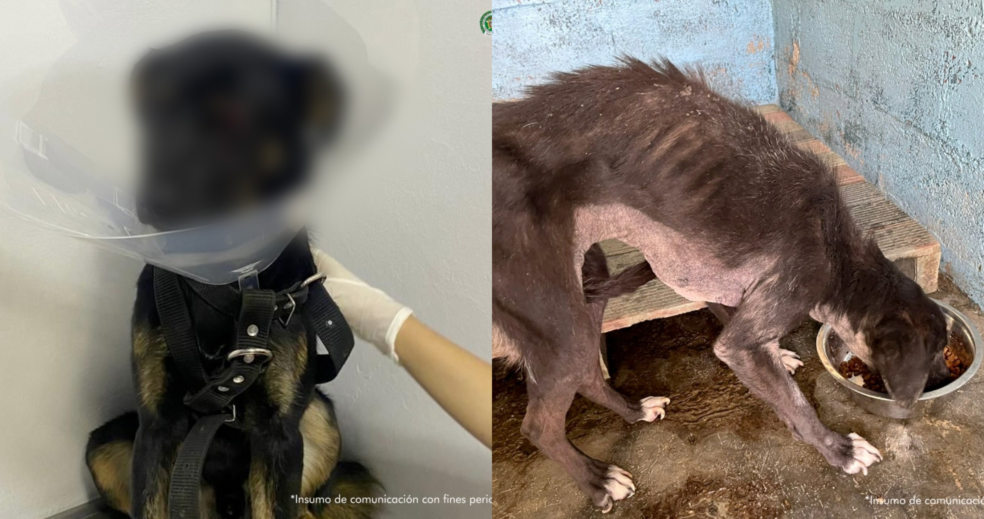 Condenan hombre en Antioquia por golpear y causar la pérdida de un ojo a un perro
