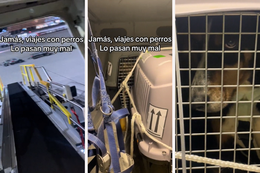 Hombre captó en video cómo viajarían algunas mascotas en aviones: alarmó a muchos