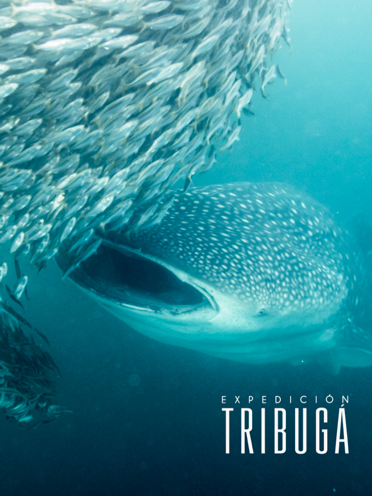 Se estrena el documental Expedición Tribugá