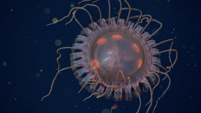 Casi 40 tentáculos: esta es la medusa coronada más grande que se ha descubierto