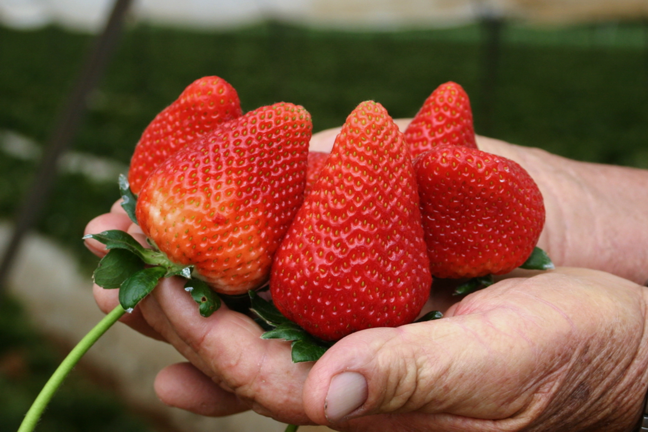MEX8350. CIUDAD DE MÉXICO (MÉXICO), 21/06/2023.- Fotografía cedida hoy por la Secretaría de Agricultura y Desarrollo Rural donde se observa a un puñado de frutos de fresa. El Servicio Nacional de Sanidad, Inocuidad y Calidad Agroalimentaria (Senasica) de México informó este miércoles que colabora con la Administración de Alimentos y Medicamentos de Estados Unidos (FDA, en inglés) en la investigación sobre el brote de hepatitis tipo A en frutillas que se ha presentado en tres estados de la costa oeste de la nación estadounidense. EFE/ Secretaría de Agricultura y Desarrollo Rural /SOLO USO EDITORIAL/SOLO DISPONIBLE PARA ILUSTRAR LA NOTITCIA QUE ACOMPAÑA (CRÉDITO OBLIGATORIO)