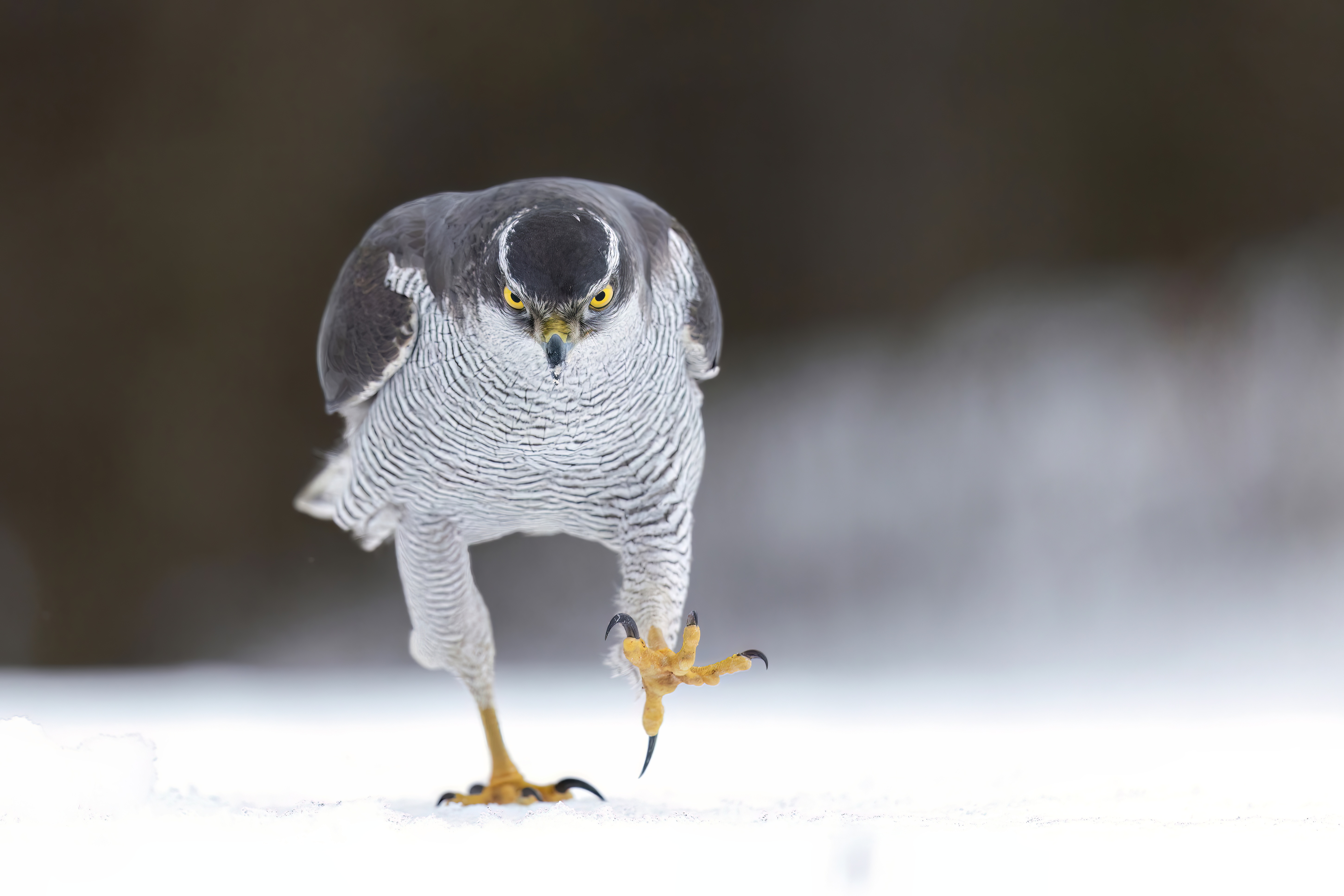 Fotografías de Comedy Wildlife Awards.