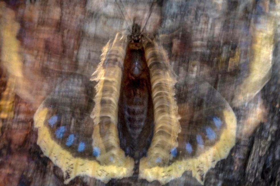Ganador de la categoría mariposas y libélulas: Pål Hermansen captura una  mariposa de Camberwell , también conocida como manto de luto, que se mantiene firme.