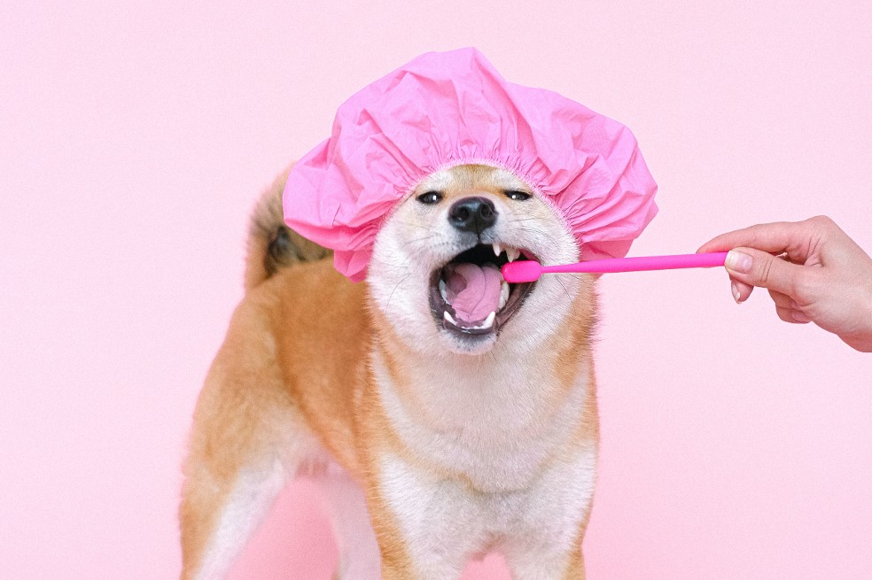 ¿Cómo cepillar los dientes de un perro?