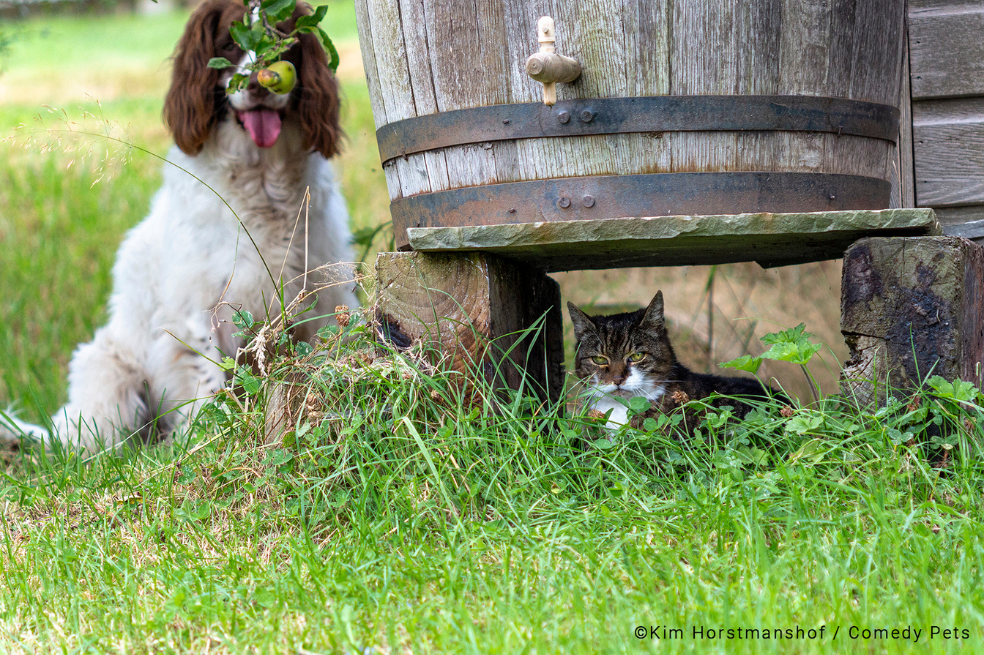 "Misty, la spaniel, quería jugar desesperadamente con Nala, la digna señora mayor de la casa de fieras. Afortunadamente, Misty era bastante mala en el escondite", contó la fotógrafa sobre la imagen.