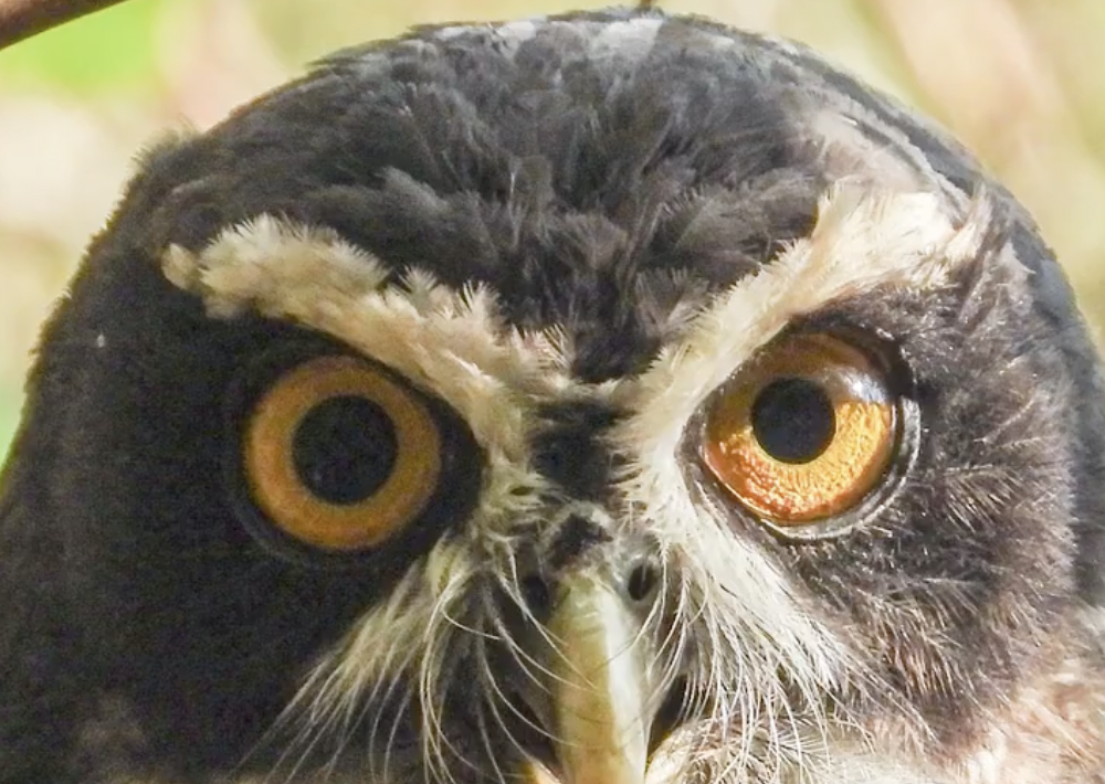 (Video) Búho recibe donación de plumas para recuperar su capacidad de volar