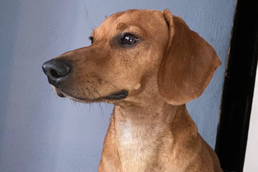 “Seguro tu casa apesta”: la madre que convirtió su hogar en un refugio para perros