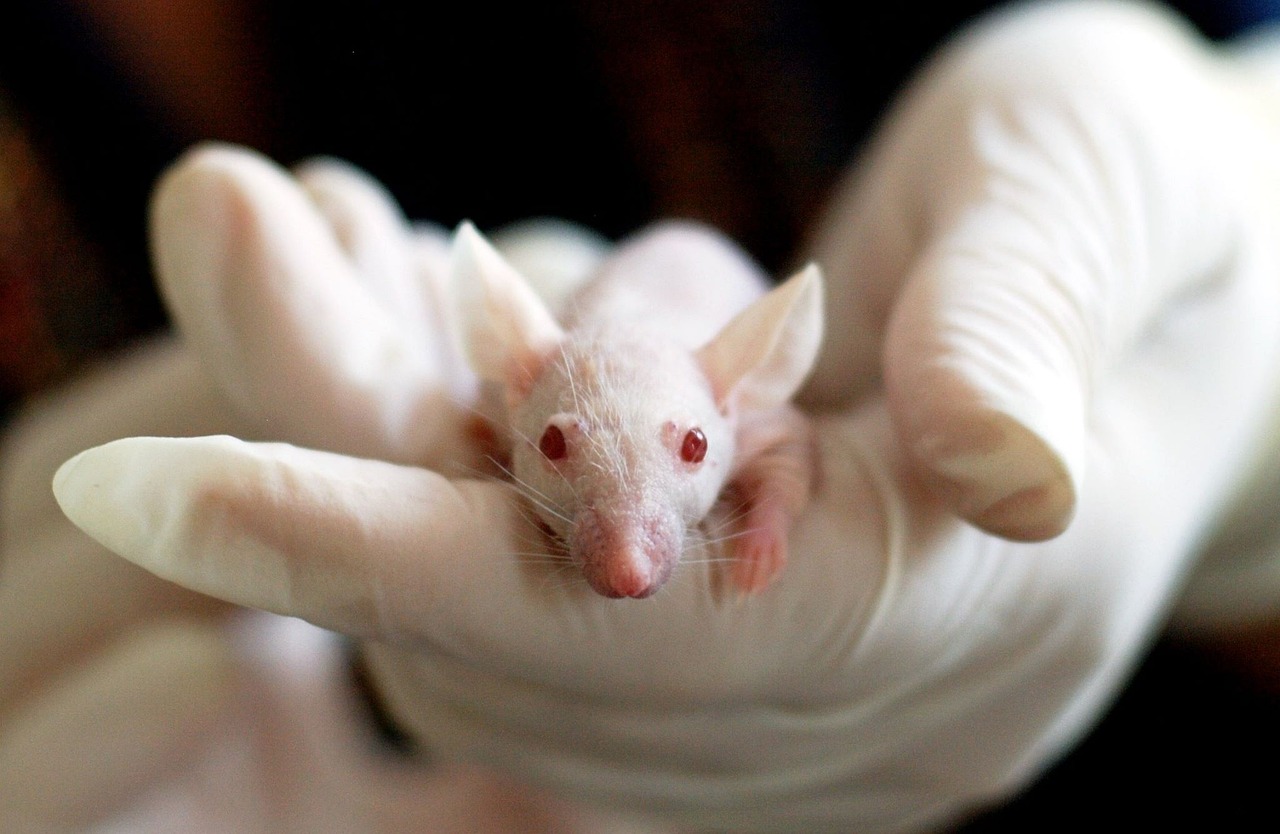 Científicos prolongan la vida de la rata de laboratorio más vieja del mundo