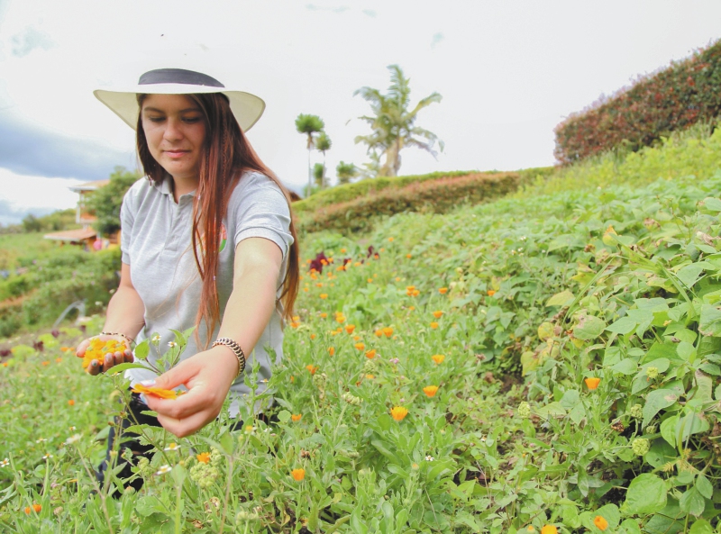 En Colombia se cultivan más de 200 especies de hierbas aromáticas.