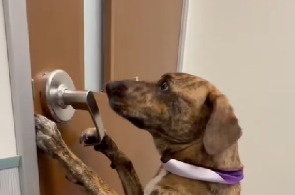 En video: perrita intenta escapar del veterinario abriendo la puerta con su pata