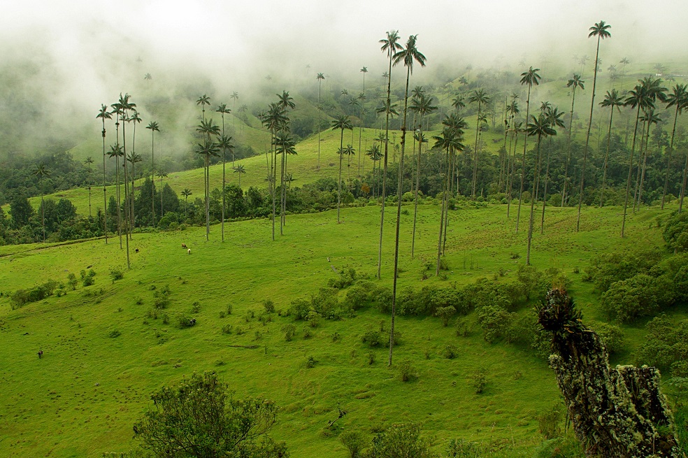 Corte Suprema tumbó fallo que declaraba al Valle del Cocora sujeto de derechos