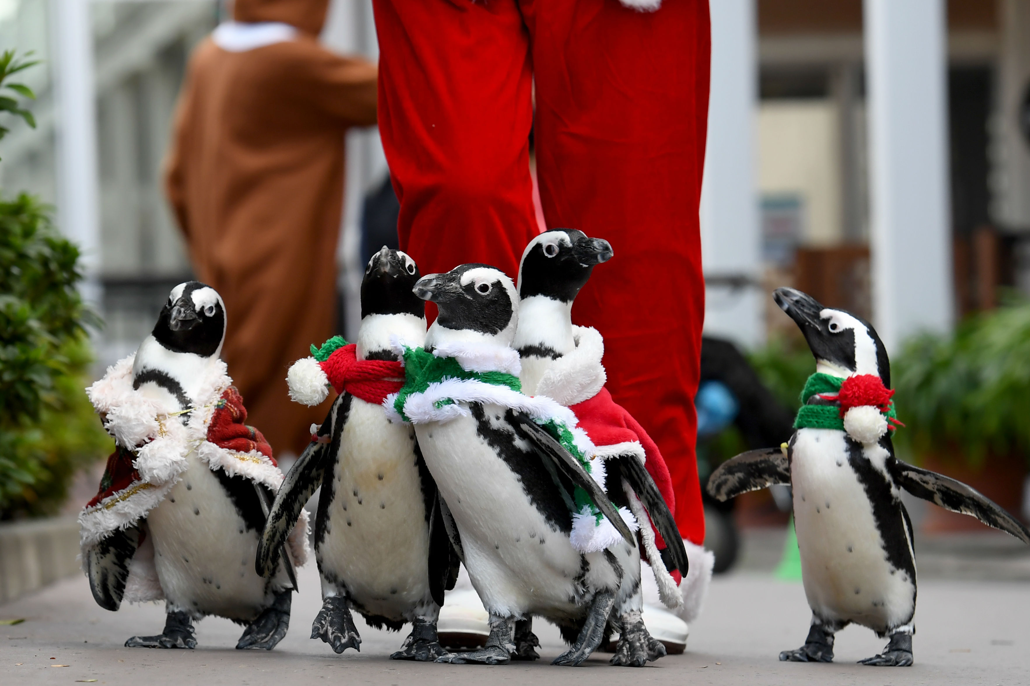 Fotos: El mundo empieza a vestirse de Navidad