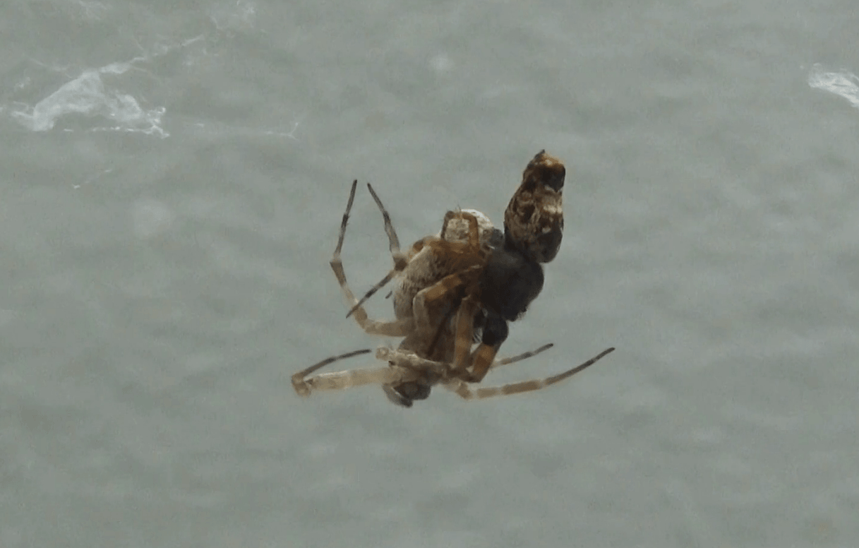 Los machos de esta especie de araña se catapultan tras el sexo, ¿por qué?