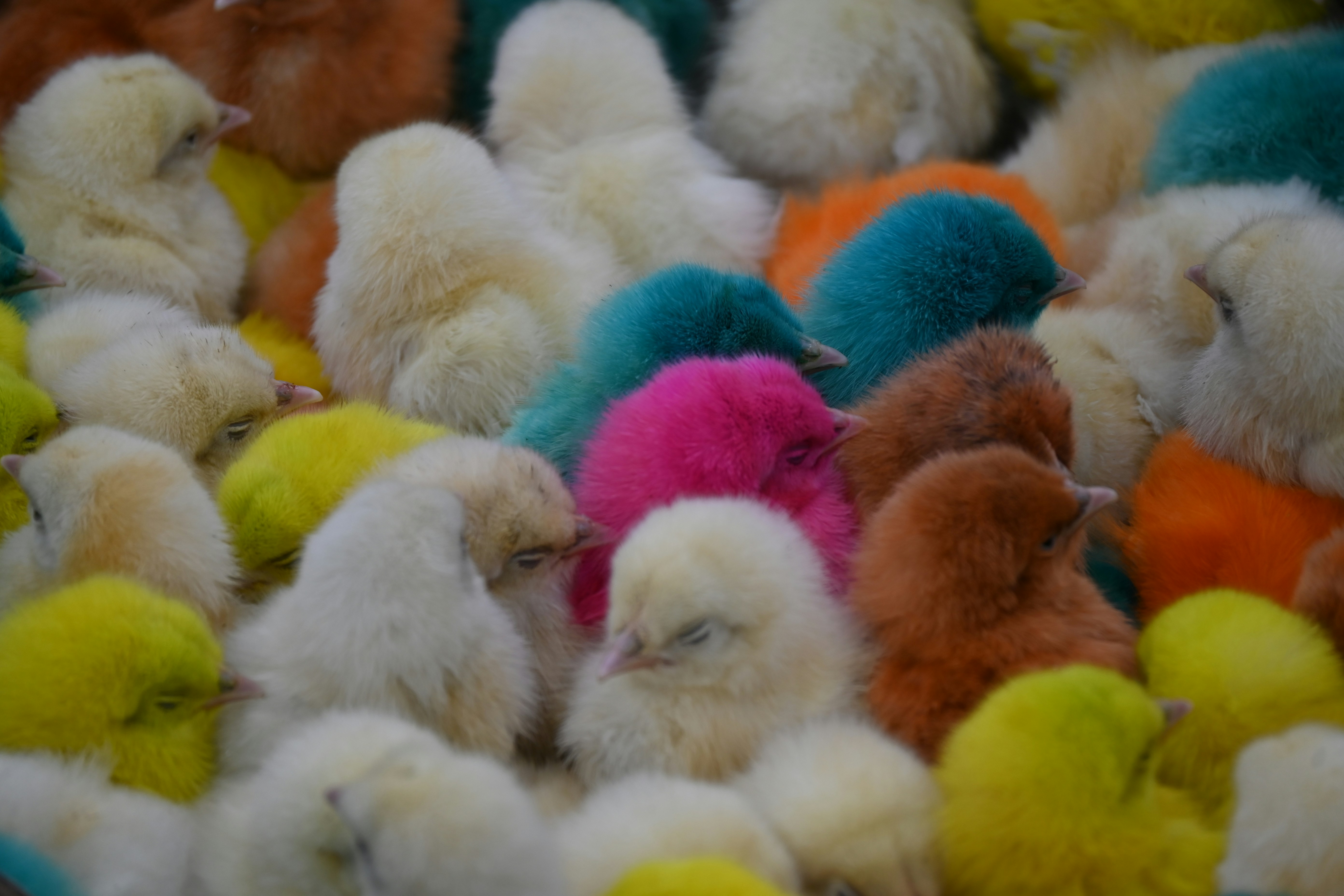 ¿Tuvo un pollito de colores? La verdad oculta tras esta cruel práctica