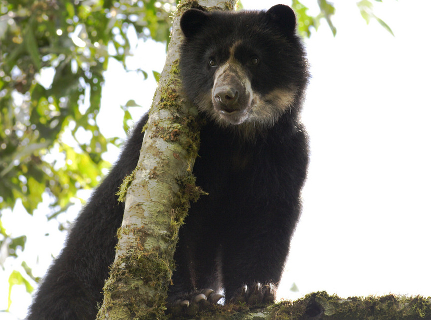 Pistas para esclarecer muerte del oso andino en Fómeque