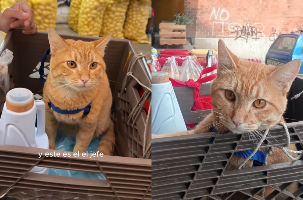 Whiskas, el “gato hamburguesero” que atiende un puesto en la Central de Abastos