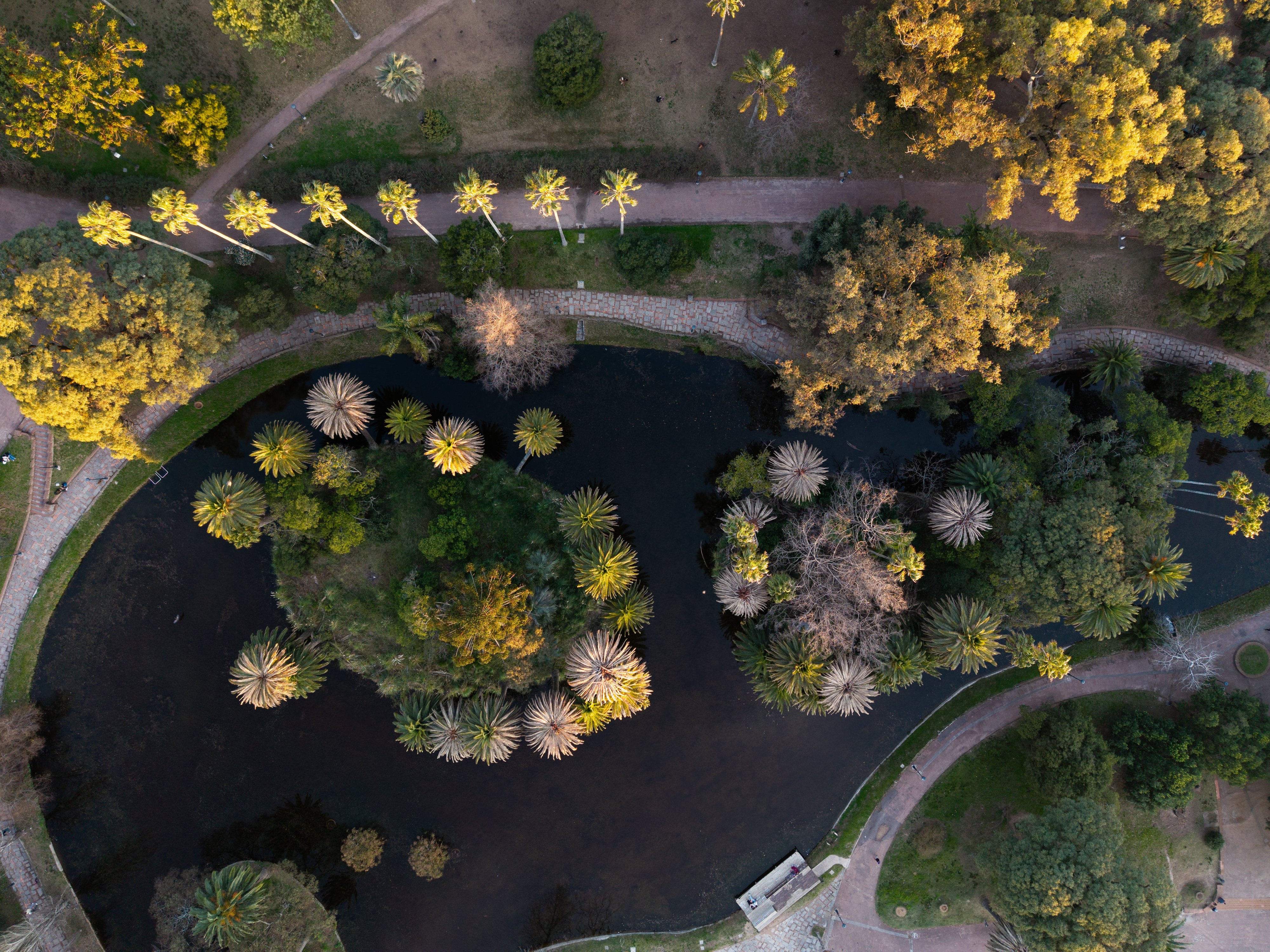 Por primera y única vez en sus vidas, florecieron las palmeras de Talipot en Río de Janeiro