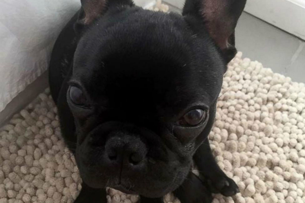 Perro murió en vuelo de United Airlines luego de que sus amos fueran obligados a ponerlo en el portaequipajes