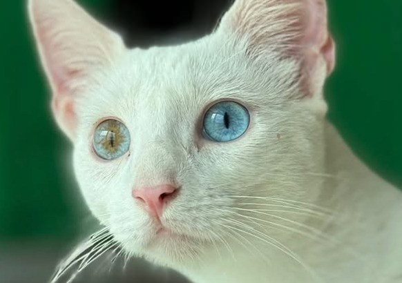 Iceberg, el gato de ojos asombrosos que fue rescatado y hoy sueña con un hogar
