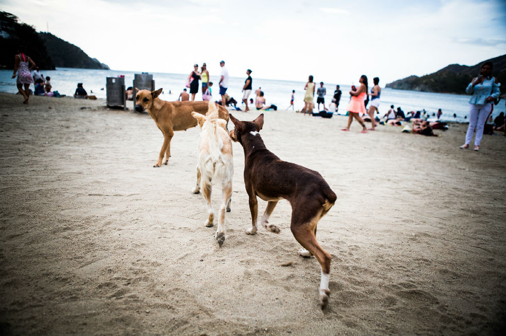 Gracias a denuncia ciudadana, Santa Marta implementará plan para atender animales callejeros
