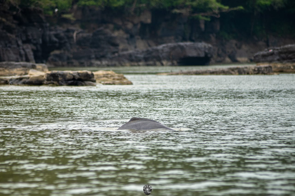 Laguna Damas del Nare, Guaviare: hogar de delfines rosados.