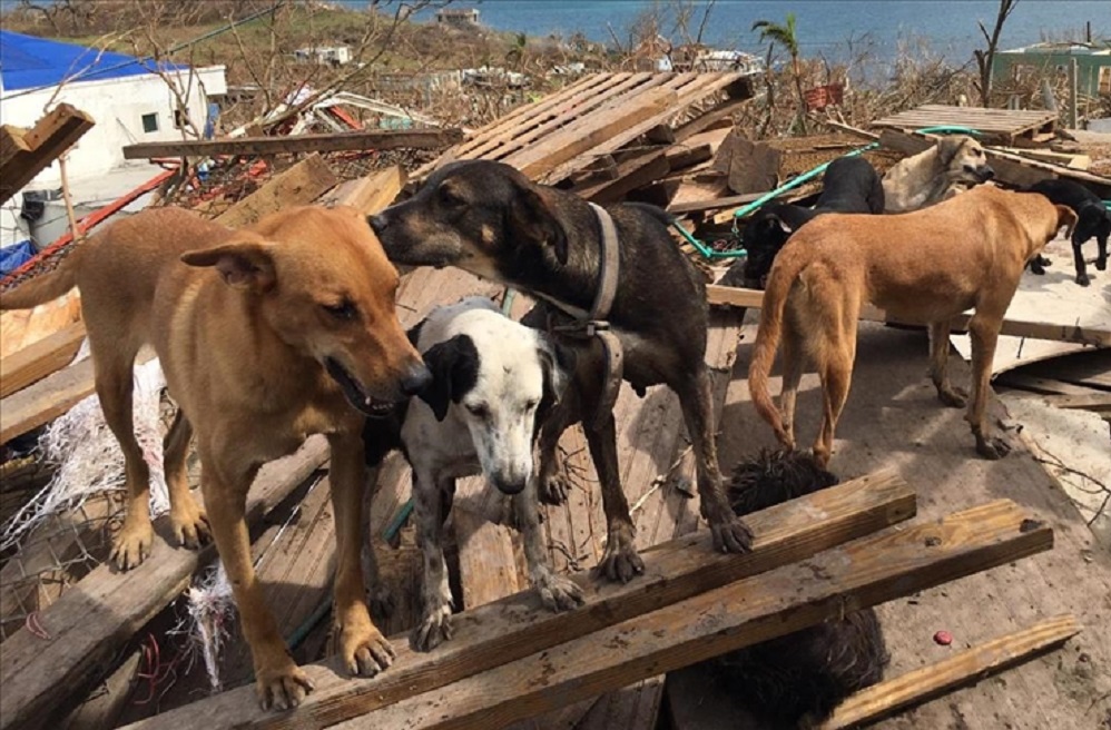 Los animales, las otras víctimas que dejó el huracán Iota en Providencia