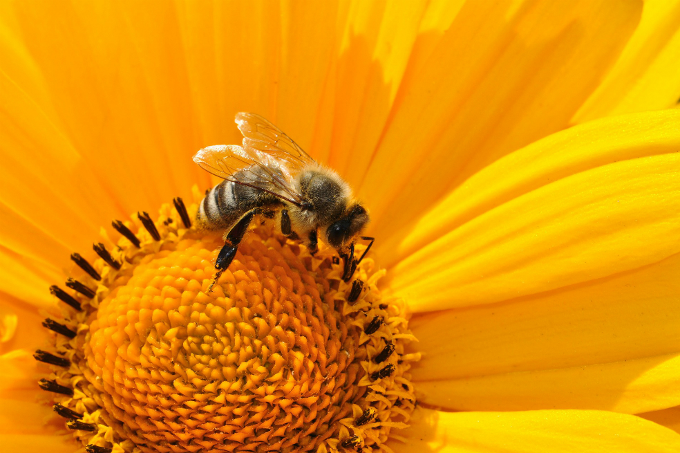 Abejas pueden reducir impacto de cambio climático en el café de Latinoamérica