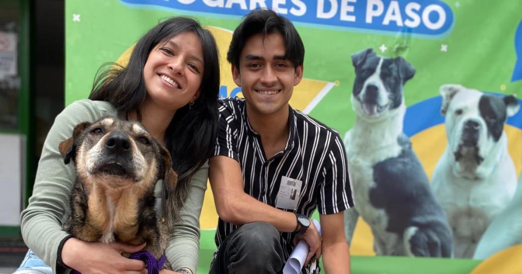 Nunca es tarde: Cecilia, una perrita de 14 años, encontró un hogar en Bogotá