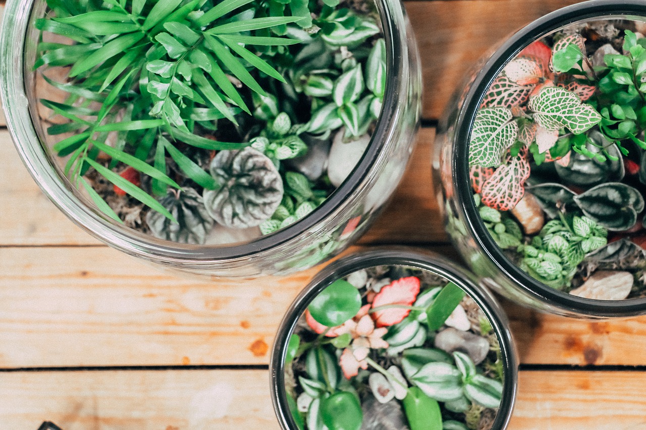 ¿Qué tipo de plantas puede utilizar para hacer un terrario?